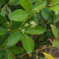 Zanthoxylum asiaticum (L.) Appelhans, Groppo & J.Wen